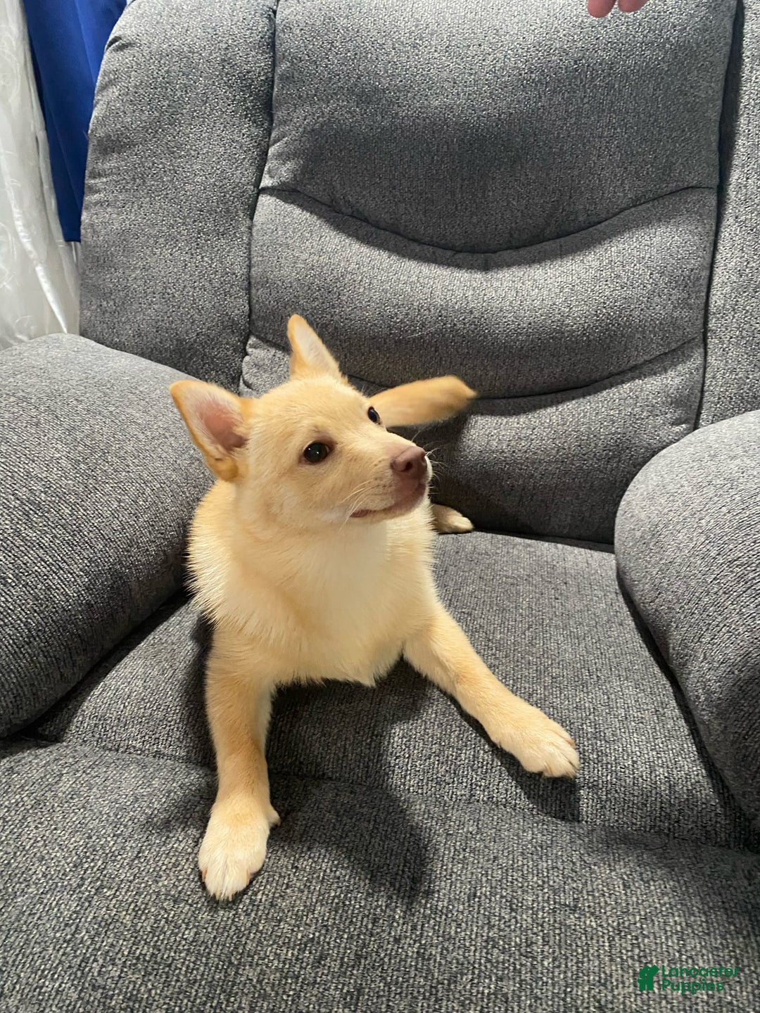 Gallery Image {{count}}