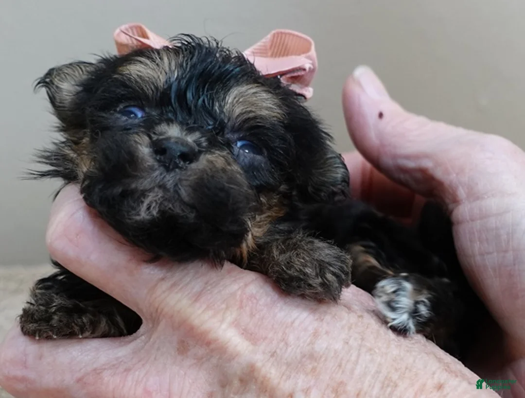 Maltipoo dogs for sale: Aurora - Ad 6