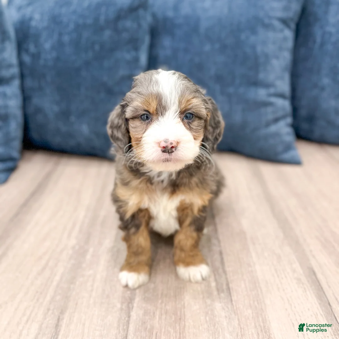 Mini Bernedoodle dogs for sale: Abby - Ad 1