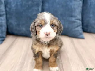 Mini Bernedoodle dogs for sale: Abby - Ad 1
