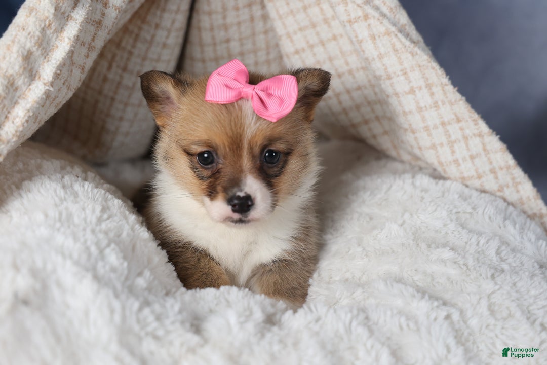 Welsh Corgi Pembroke dogs for sale: TWILIGHT - Ad 9