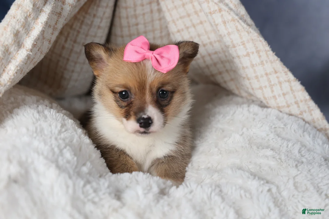 Welsh Corgi Pembroke dogs for sale: TWILIGHT - Ad 9