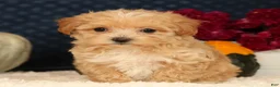 Havapoo dogs for sale: Riley - Ad 6