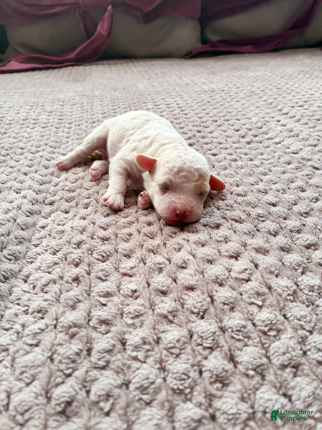 Toy Poodle dogs for sale: CHEPHREN TUT Teacup Toy Poodle  - Ad 2