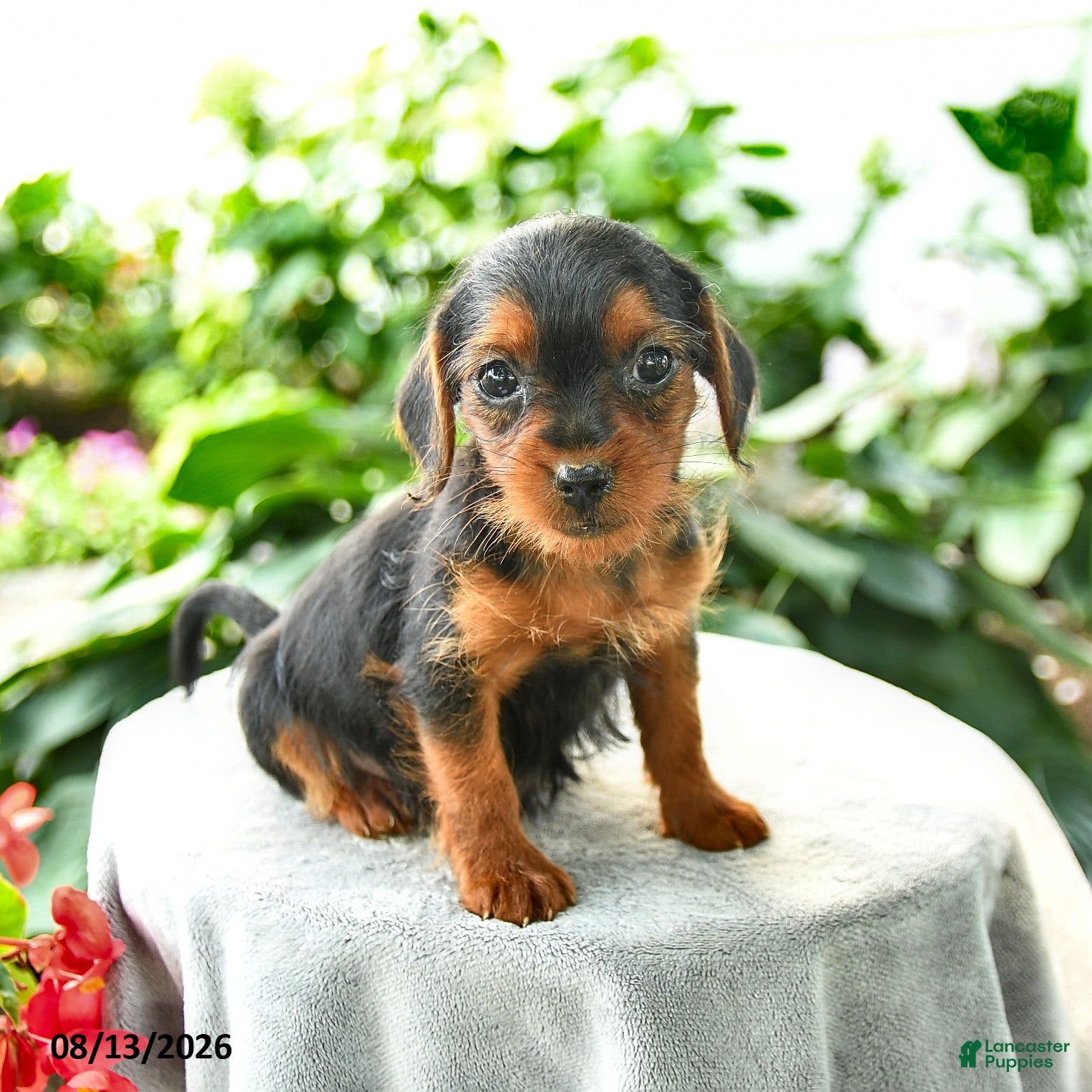 Yorkiepoo dogs Prisha - Ad 1