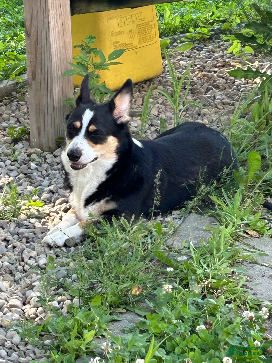 American Corgi dogs for sale: American Corgi 2 - Ad 4