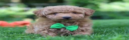 Mini Goldendoodle dogs for sale: Pumpkin - Ad 7