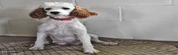 Cockapoo dogs for sale: Arlen - Ad 4