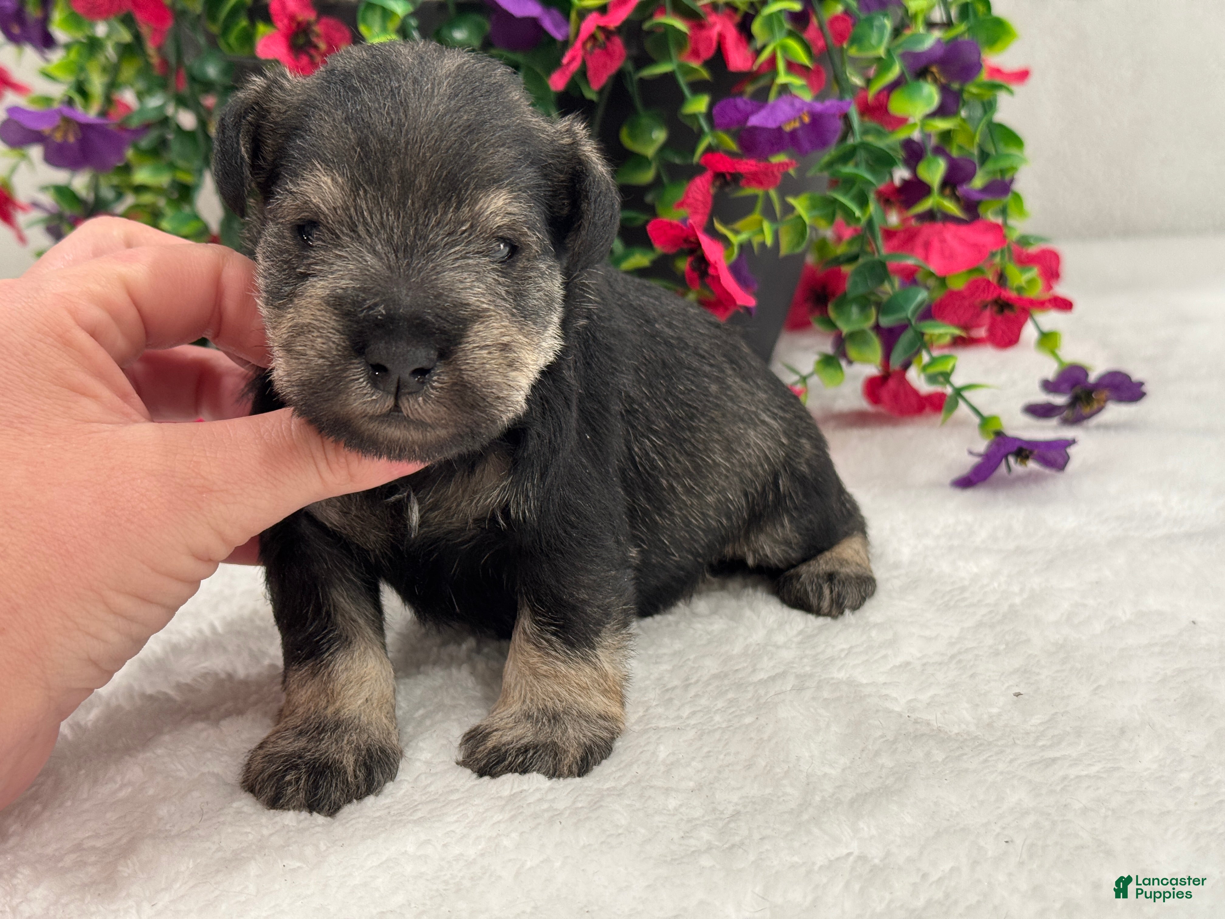Miniature Schnauzer dogs Mae Male 4 - Ad 26