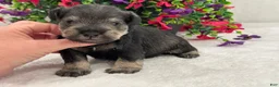 Miniature Schnauzer dogs for sale: Mae Male 4 - Ad 1
