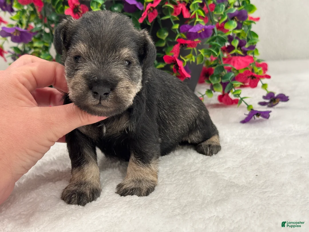 Miniature Schnauzer dogs for sale: Mae Male 4 - Ad 1
