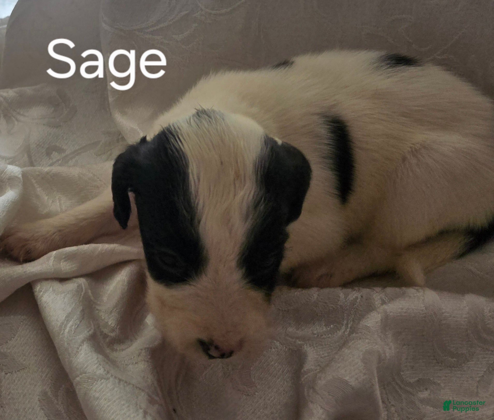 English Springer Spaniel dogs Sage - Ad 1