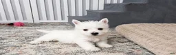West Highland Terrier dogs for sale: Jalon - Ad 3