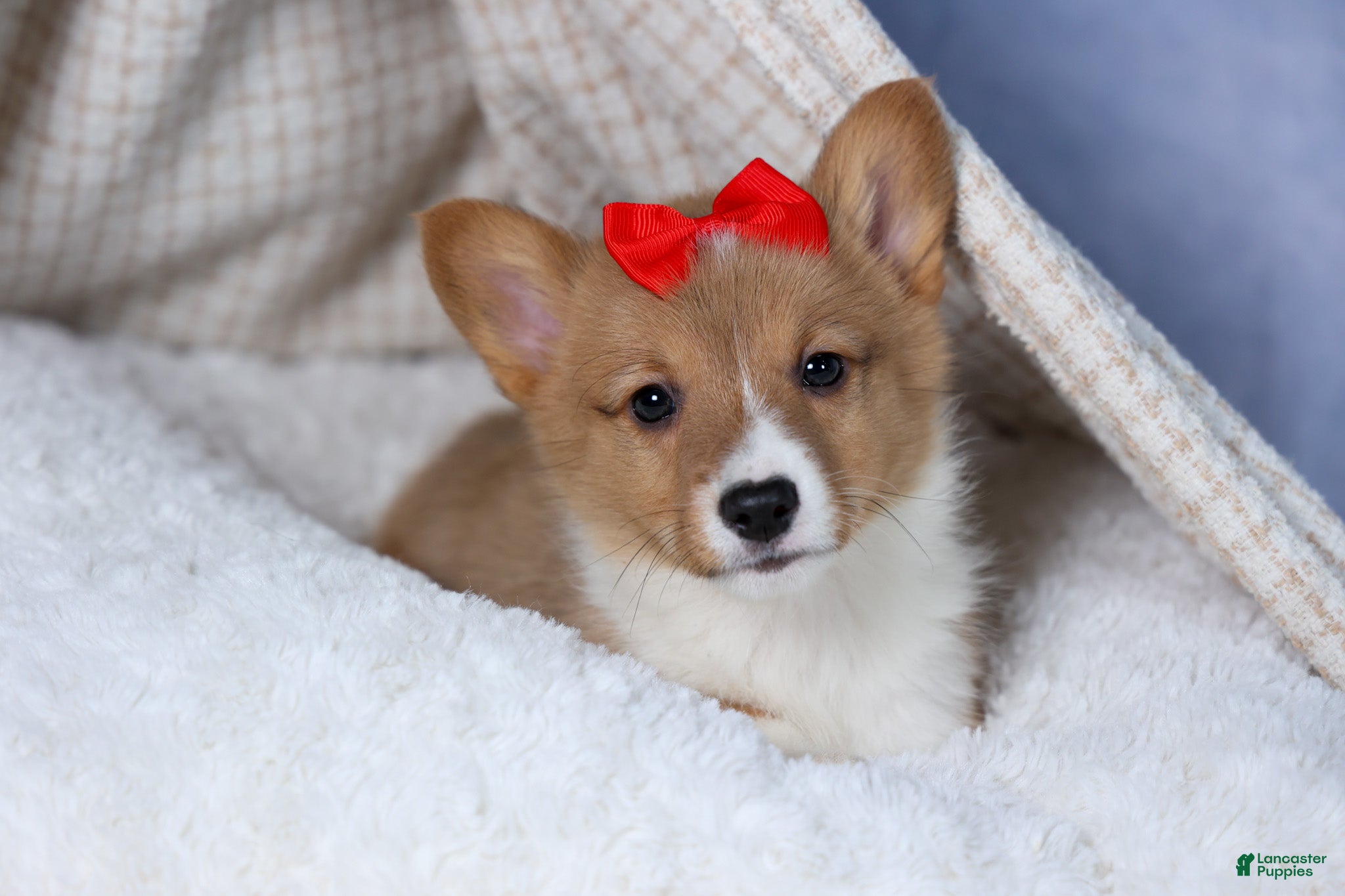 Welsh Corgi Pembroke dogs Alex - Ad 1