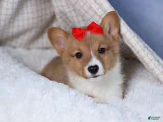 Welsh Corgi Pembroke dogs Alex - Ad 1