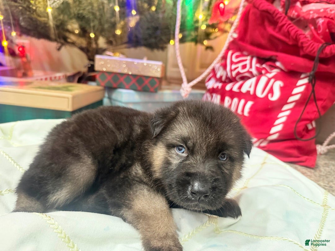 Gerberian Shepsky dogs for sale: Gerberian Shepsky Puppy 1 - Ad 21