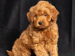 Mini Goldendoodle dogs Nickie - Ad 1