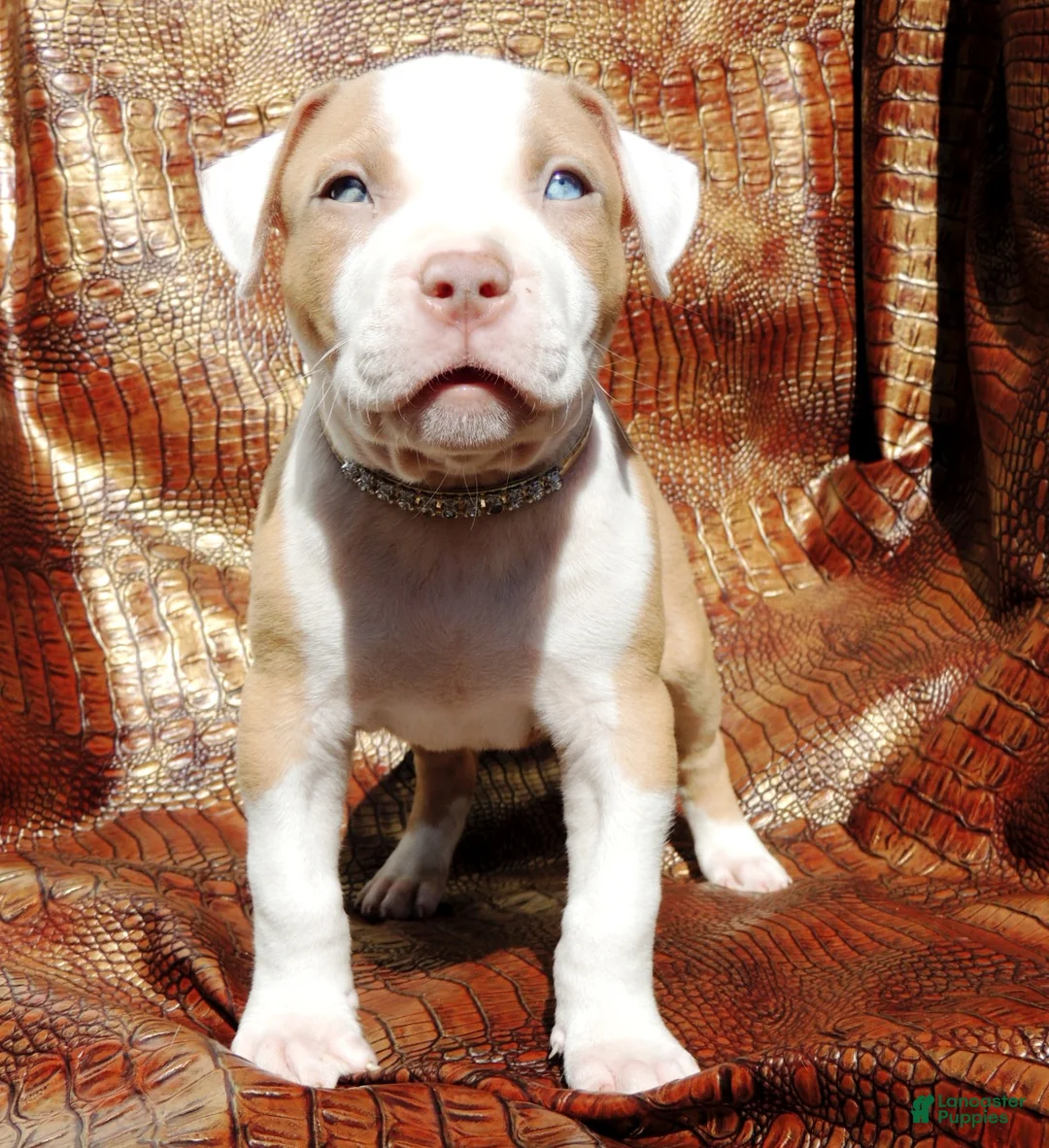 Mixed Breed dogs for sale: "SNOOP DOGG" - Ad 6