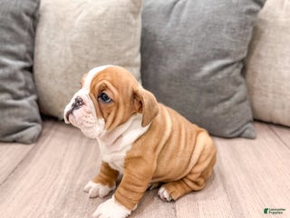 Mixed Breed dogs Dallas - Ad 5