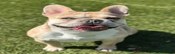 French Bulldog dogs for stud: King Midas (King) - Stud - Ad 1