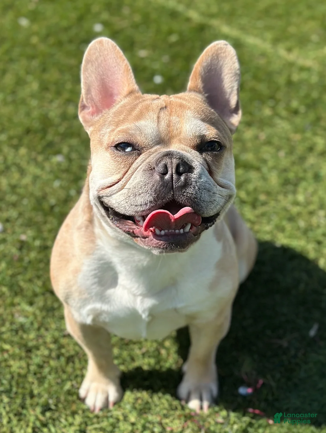 French Bulldog dogs for stud: King Midas (King) - Stud - Ad 1