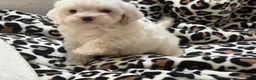 Maltipoo dogs for sale: Magnolia  - Ad 9