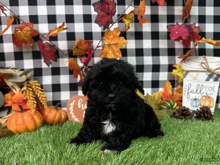 Maltipoo dogs - Ad 2