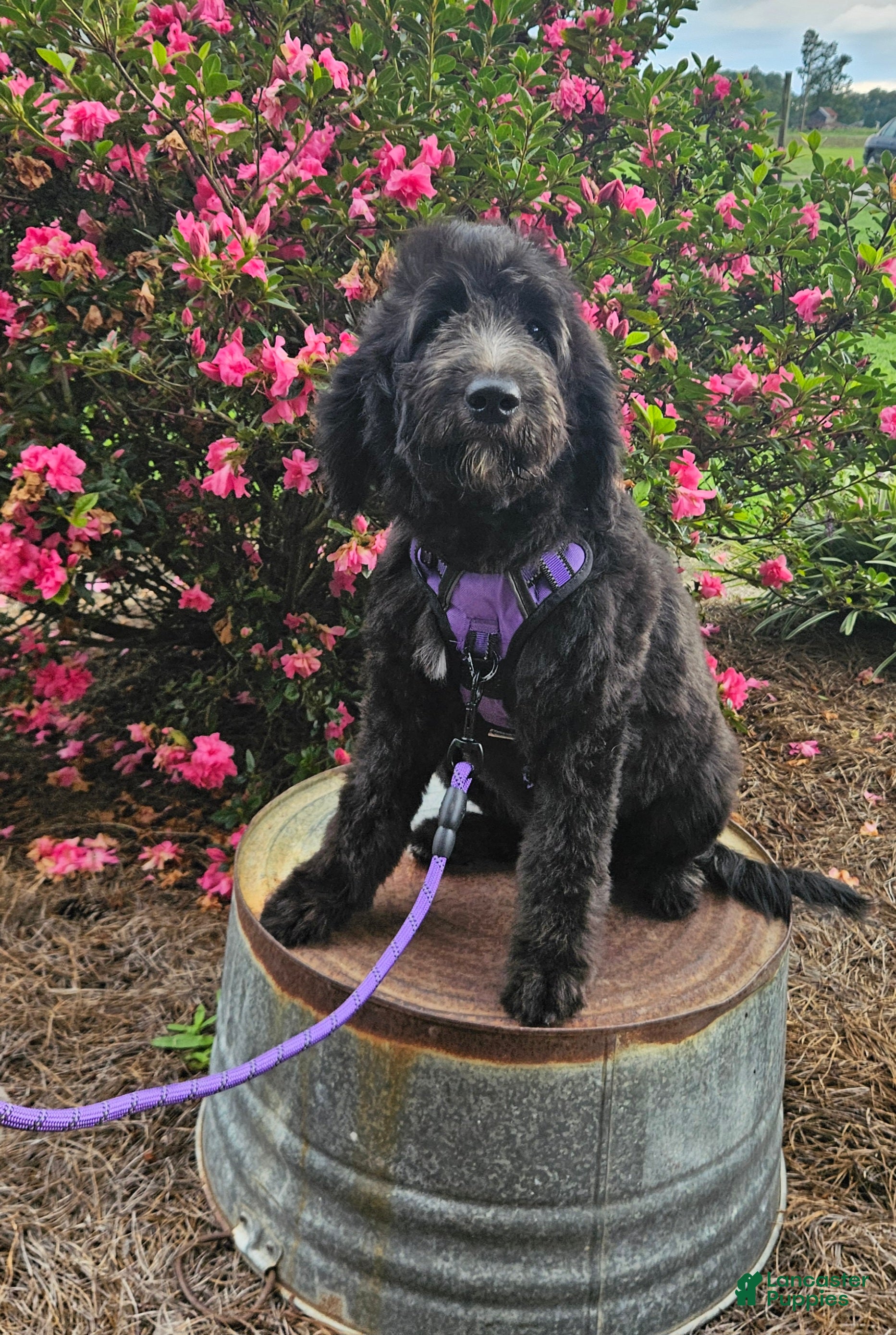 Goldendoodle dogs F1 Crowder - Ad 33