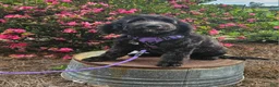 Goldendoodle dogs for sale: F1 Crowder - Ad 1