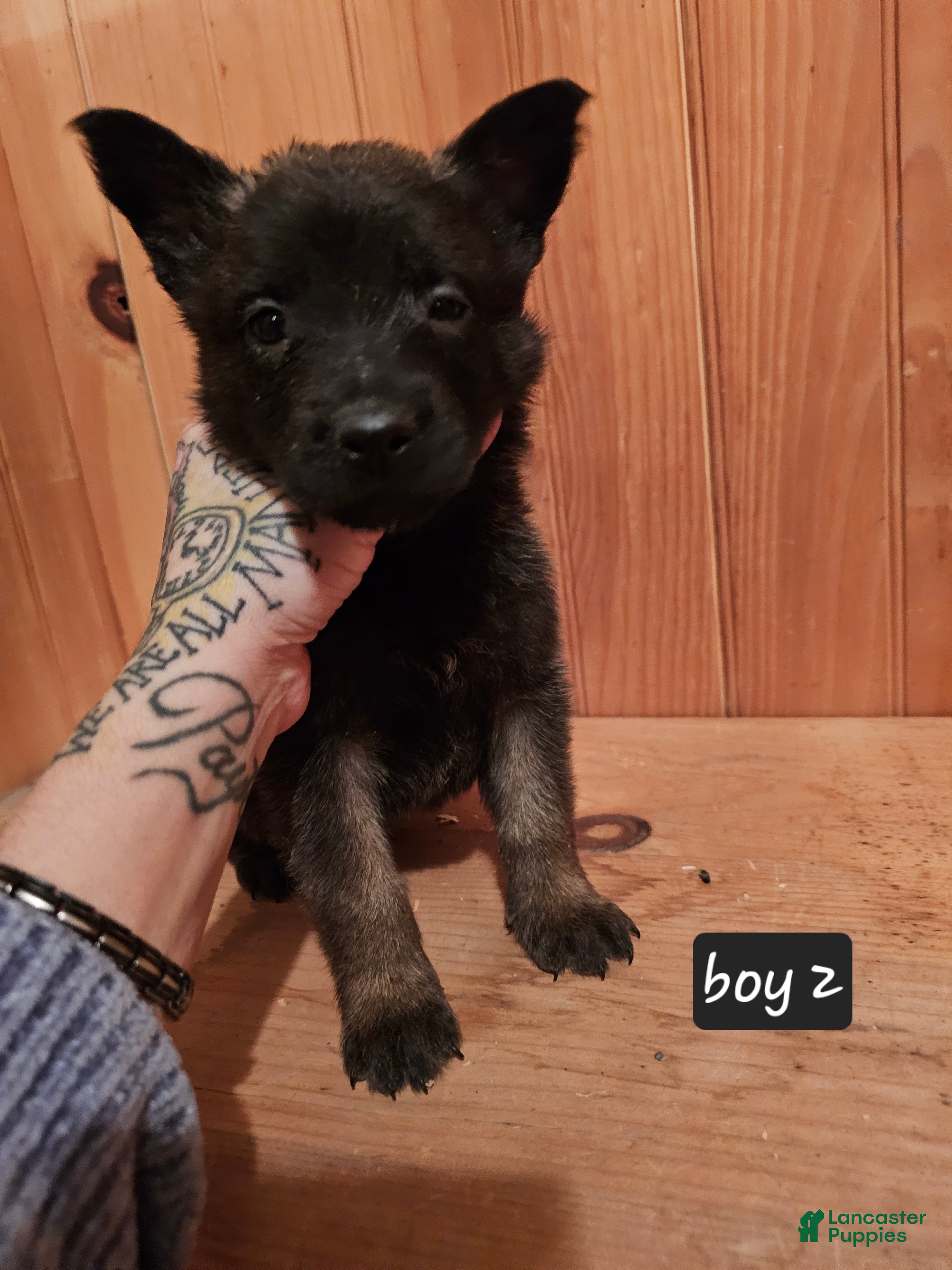 Belgian Malinois dogs Belgian Malinois Puppy 2 - Ad 4