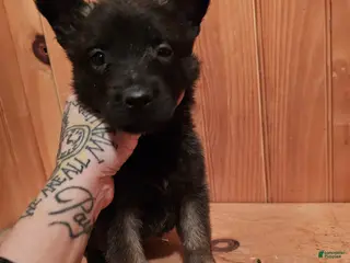 Belgian Malinois dogs Belgian Malinois Puppy 2 - Ad 4