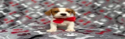 Mixed Breed dogs for sale: Dallas - Ad 12