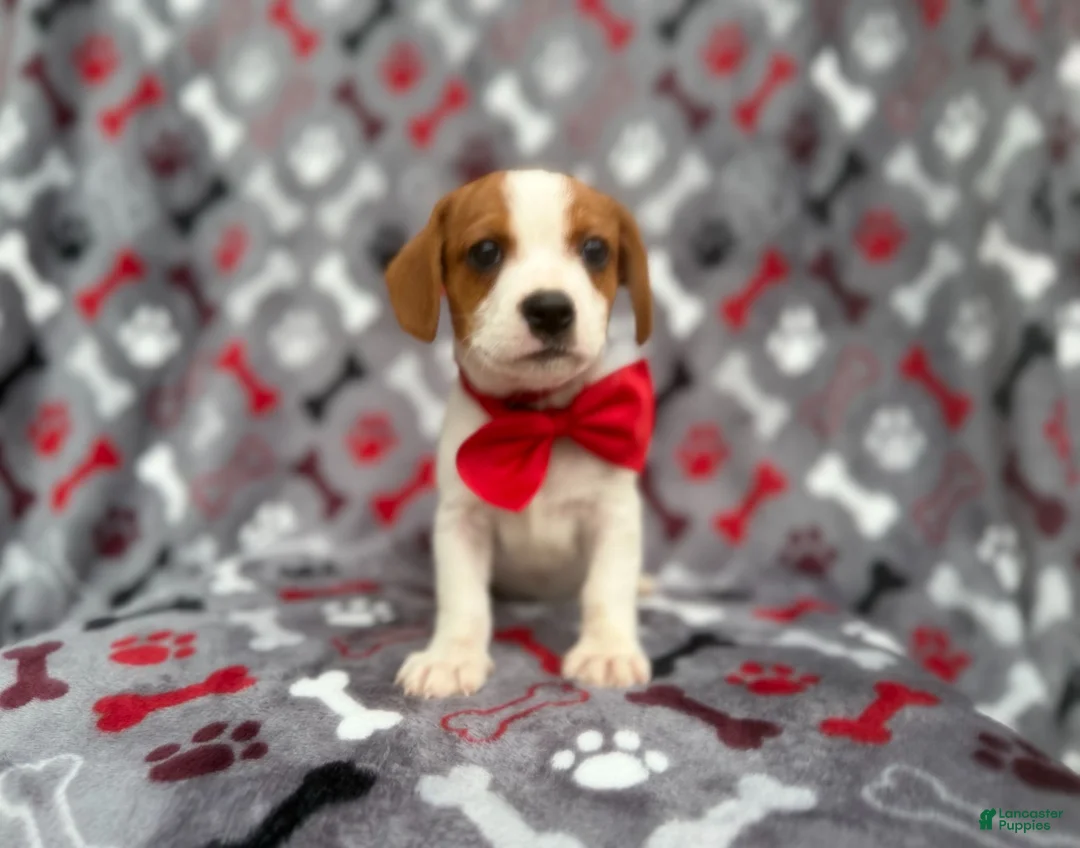 Mixed Breed dogs for sale: Dallas - Ad 12