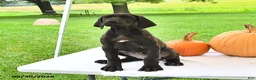 Great Dane dogs for sale: Lacie - Ad 4