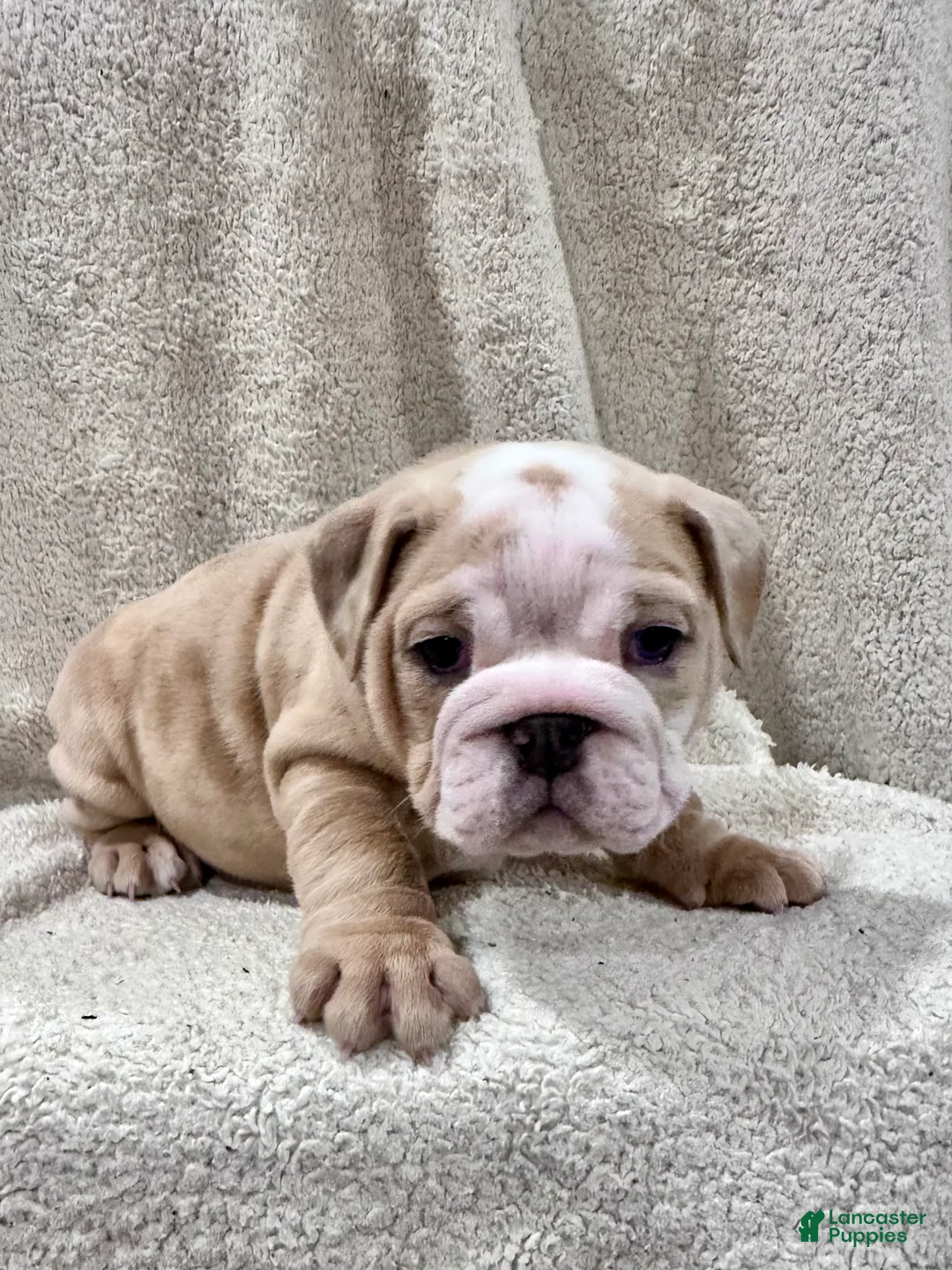 English Bulldog dogs for sale: Winnie - Ad 9