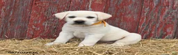 Labrador Retriever dogs for sale: Rover - Ad 5