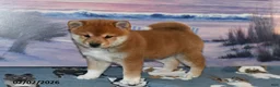 Shiba Inu dogs for sale: Abby - Ad 3