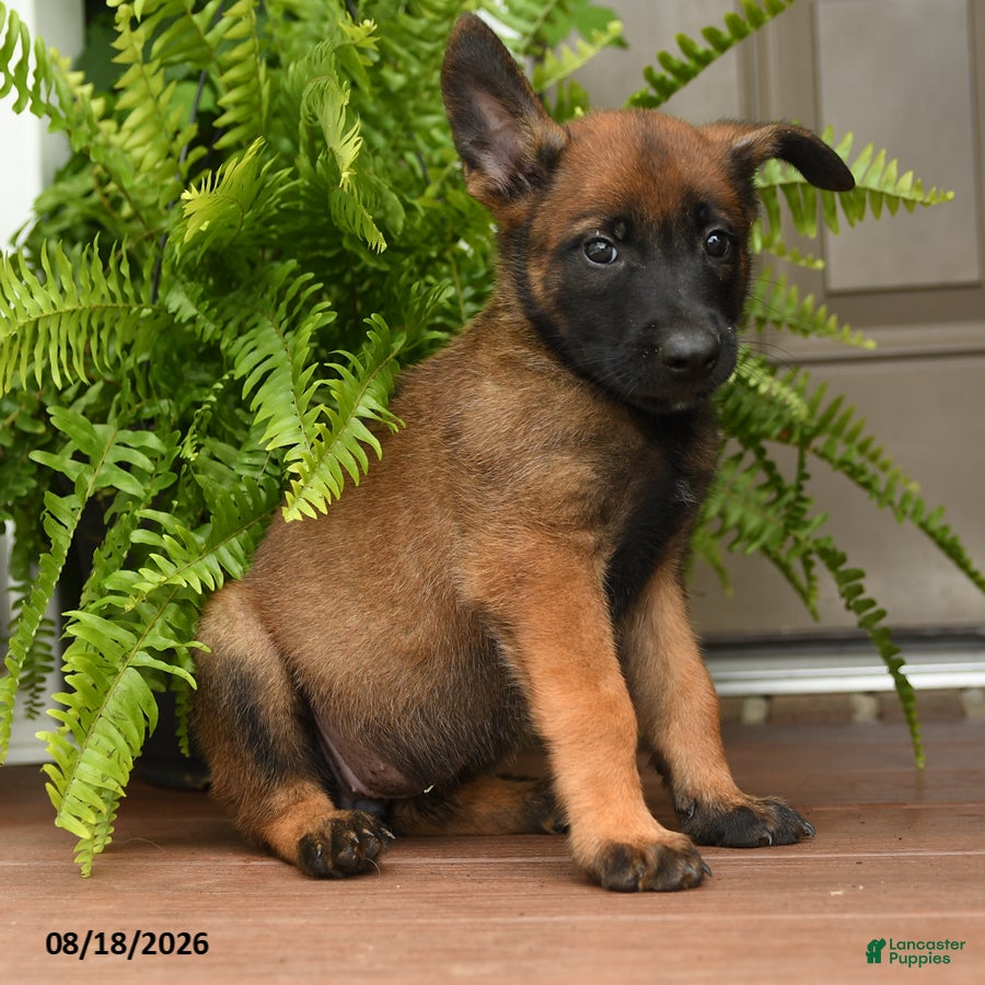 Belgian Malinois dogs Ursa - Ad 1