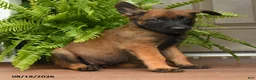 Belgian Malinois dogs for sale: Ursa - Ad 1