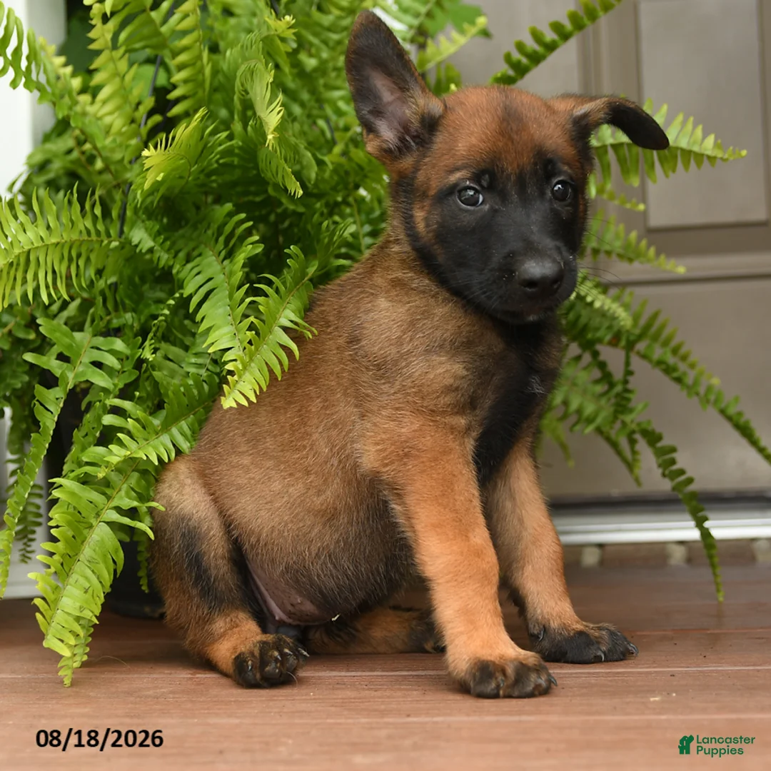 Belgian Malinois dogs for sale: Ursa - Ad 1
