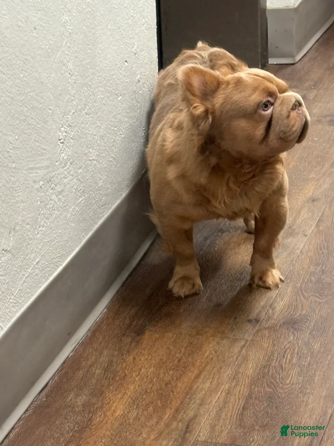French Bulldog dogs for stud: Simba  - Ad 1