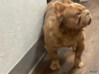 French Bulldog dogs Simba - Ad 20