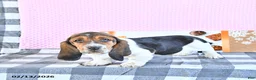 Basset Hound dogs for sale: Jacqueline - Ad 4