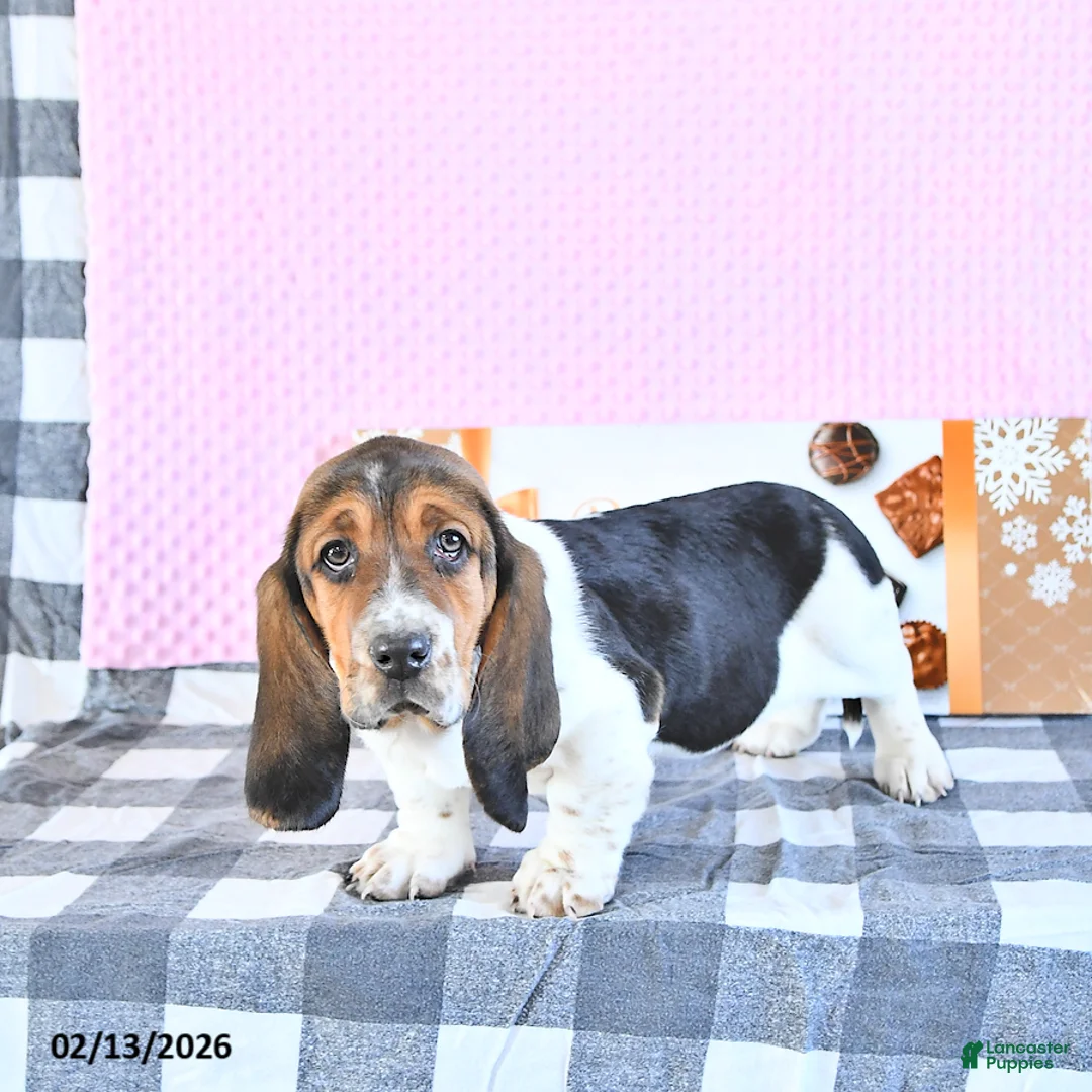 Basset Hound dogs for sale: Jacqueline - Ad 4