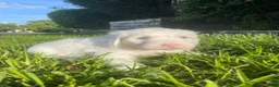 Sheepadoodle dogs for sale: Daenerys - Ad 10
