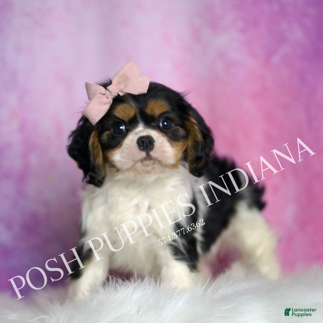 Cavalier King Charles Spaniel dogs for sale: Alice - Ad 2