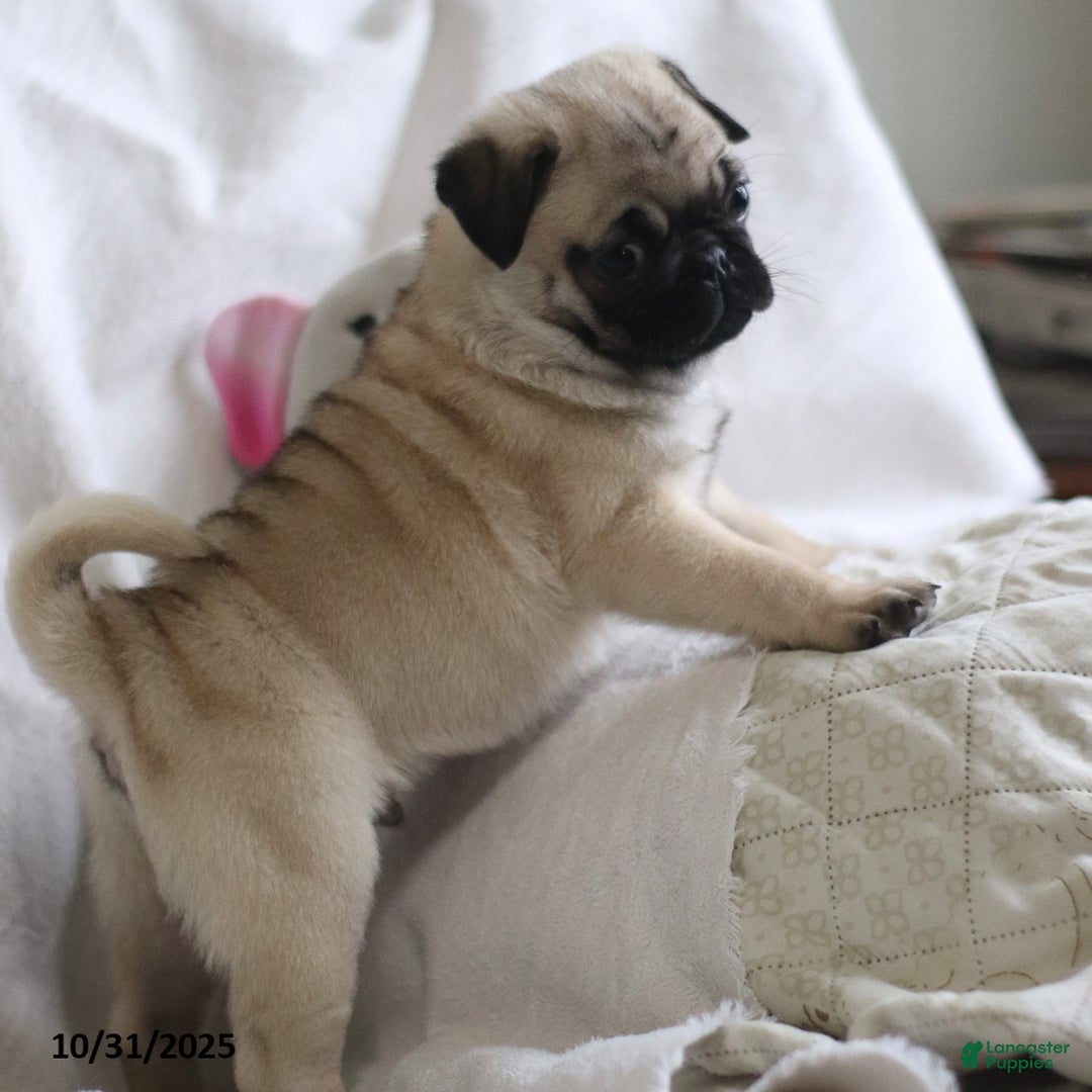 Pug dogs for sale: Pug Bug - Ad 5