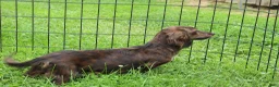 Miniature Dachshund dogs for sale: Jesse - Ad 10