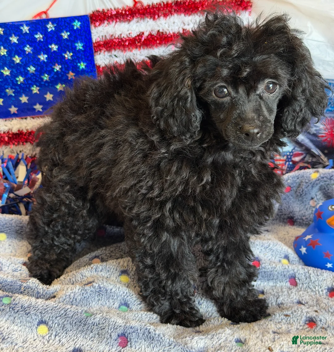 Toy Poodle dogs for sale: Lilly - Ad 2