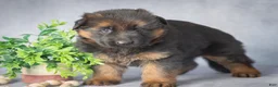 German Shepherd dogs for sale: Darling - Ad 3